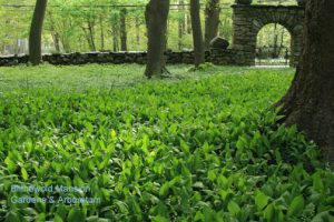 lily-of-the-valley