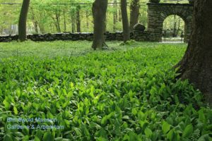 lily-of-the-valley