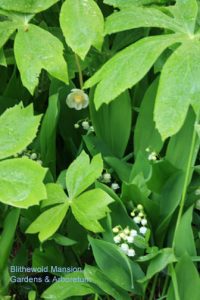 mayapple and lily-of-the-valley