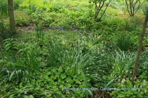 creeping phlox and foam flower