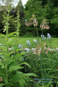 Nectaroscordum siculum subsp. bulgaricum, Amsonia and a budded foxglove