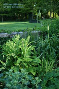 Waiting for the Nectaroscordum, foxglove, amsonia, and lady's mantle