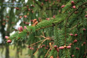 Norway spruce (Picea abies) female flowers