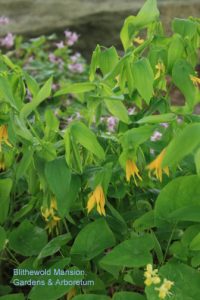 Uvularia grandiflora