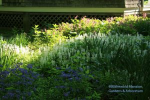 Behind the Summerhouse