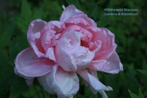 Tree peony (Paeonia suffruticosa 'Yachiyotsubaki')