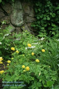 Trollius 'Lemon Queen' and Dicentra alba and the North Star