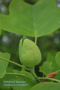 Liriodendron tulipifera (Tulip tree) in bud