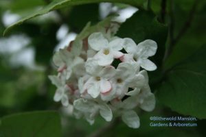 Vibernum carlesii flower. Scratch-n-sniff!