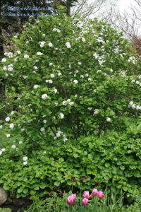 Viburnum carlesii outside the North Garden