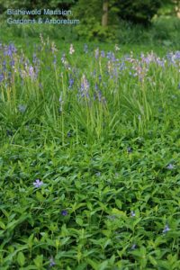 Vinca minor and Spanish bluebells (Hyacinthoides hispanicum)