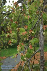 Weeping beech (Fagus pendula) flowering and leafing out