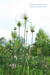 Allium 'Hair'