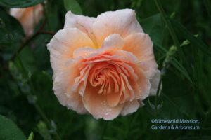 'Ambridge Rose' on the hit list - or not.