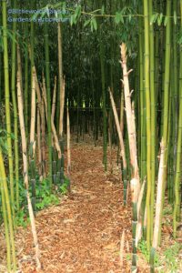 Bamboo shoots about a week old - Phyllostachys aureosulcata