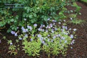 perky blue woodruff