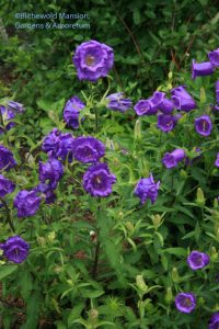 Cup and saucer campanula