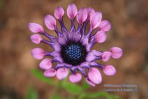 Osteospermum - Soprano Lilac Spoon 