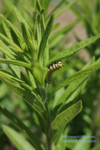 a monarch in the making