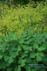 Columbine capsules and Spirea 'Little Elf'