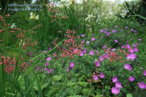 Coral bells and geranium