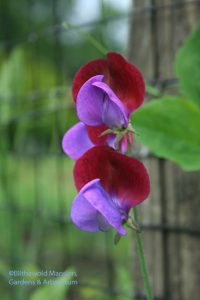 Sweet pea 'Cupani'