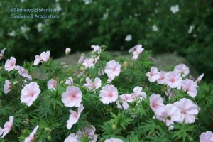 Geranium sanguineum 'Lancastriense'