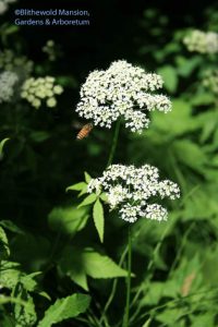 bee on the goutweed (Aegopodium)