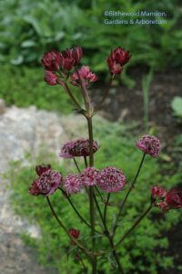 Astrantia 'Hadspen's Blood'