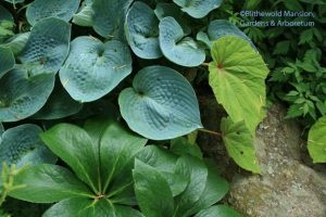 Hosta, Begonia grandis and Hellebore