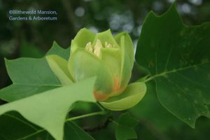 Liriodendron tulipifera 