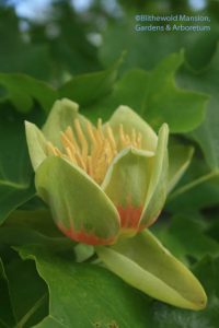 Liriodendron tulipifera - Tulip tree bloom