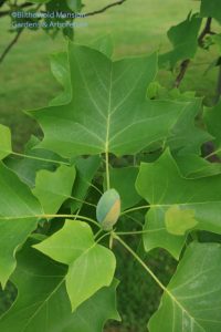 Tulip tree flipper leaves and a blue flower bud