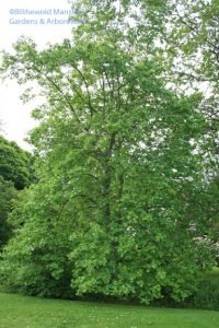 Liriodendron tulipifera - the whole tree (look up)