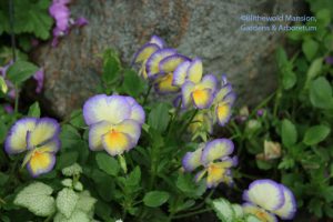 Viola cornuta 'Etain'