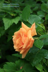 A non-repeating orange rose - once is enough to convince me to keep it.