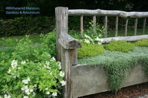 Philadelphus 'Manteau D' Hermine' Mock orange