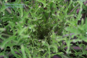 Peacock Red flowering kale