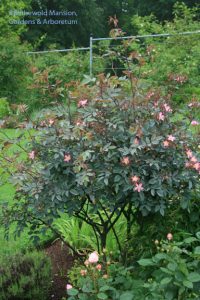 Rosa glauca - I never doubted you could do it.