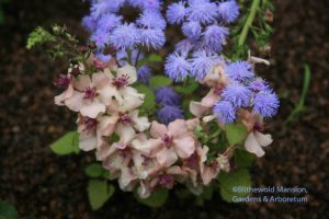 Verbascum 'Southern Charm'