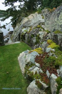 more moss rocks and sedum flowers