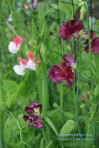 Sweet pea 'Zinfandel' and 'Painted Lady'