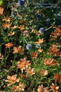 Coreopsis 'Sienna Sunset' and Eryngium 