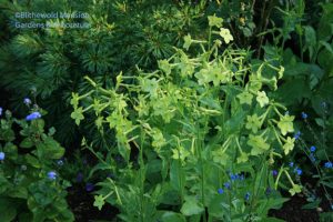 Nicotiana Lime Green