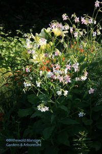 Nicotiana mutabilis and a green lily