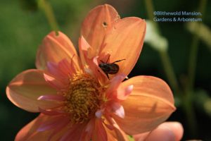 Oriental beetle