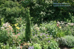 A North Garden bed, Rudbeckia-free - July