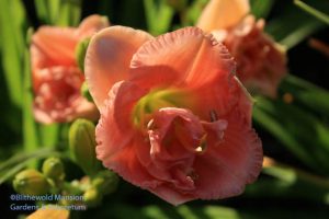 Hemerocalis 'Siloam Double Classic' - daylily