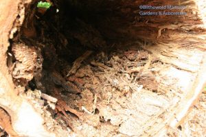 inside the bee tree