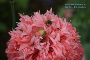 honeybees and hover flies on a pink peony poppy